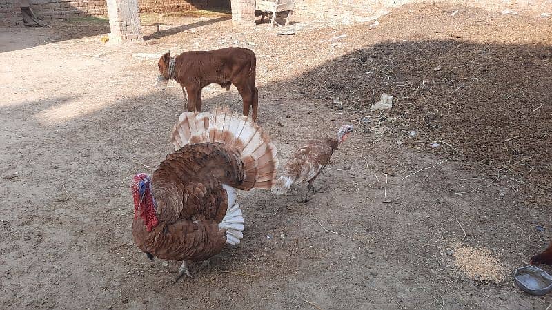 Bourbon Red Turkey Pair 5