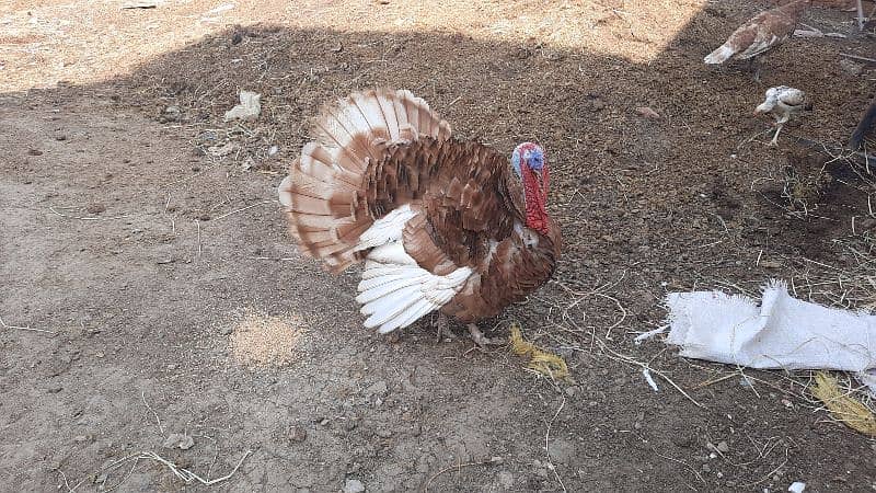 Bourbon Red Turkey Pair 6