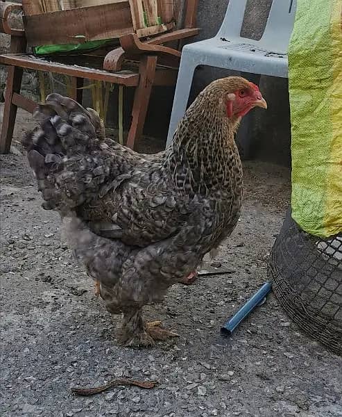 Cuco heavy brahma imported bloodline 2