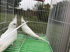 White-Faced Cockatiel Pair for Sale