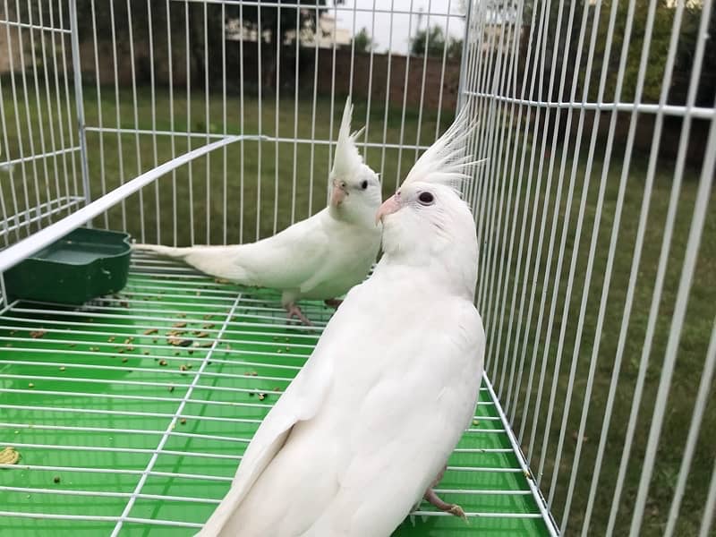 White-Faced Cockatiel Pair for Sale 1