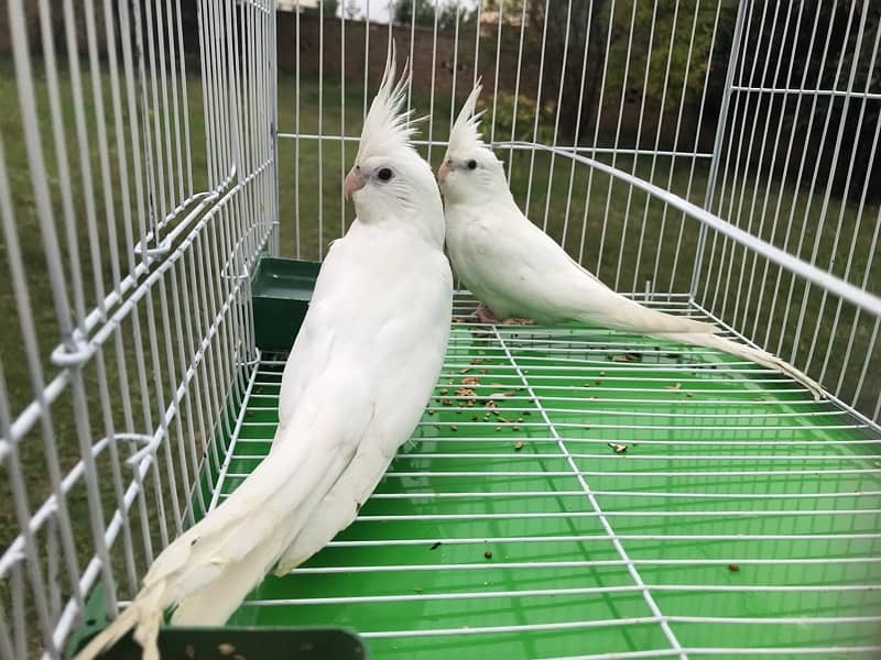 White-Faced Cockatiel Pair for Sale 2