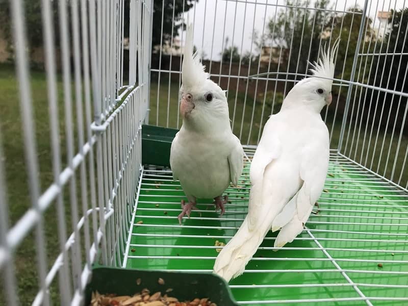 White-Faced Cockatiel Pair for Sale 3