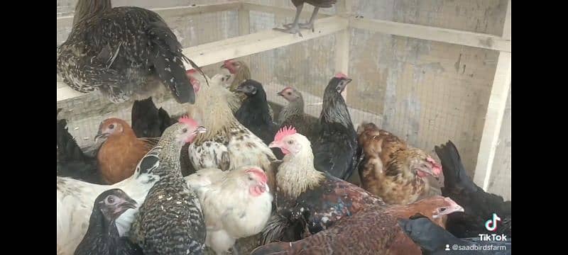 Golden Misri Chicks | Chuzay | Chicken | Hen | Eggs 2