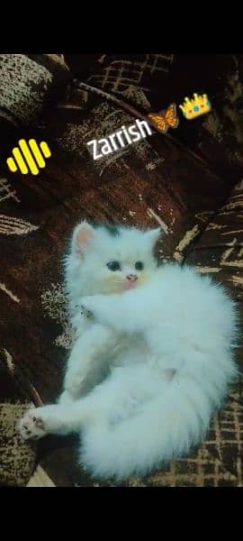 pure persian long coat kittens 0