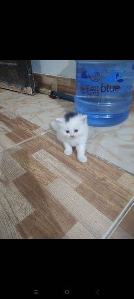 pure persian long coat kittens 1