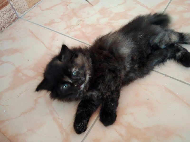 pure persian long coat kittens 5