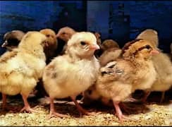 Golden Misri Chicks | Chuzay | Chicken | Hen | Eggs