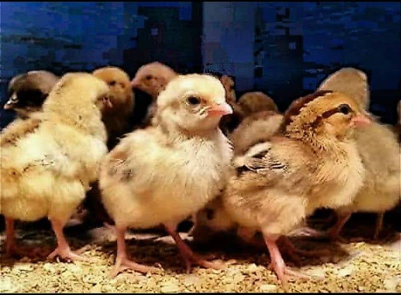 Golden Misri Chicks | Chuzay | Chicken | Hen | Eggs 0