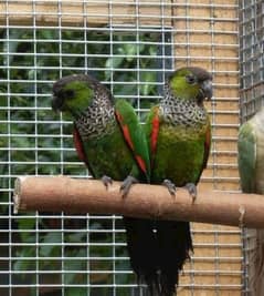 Black-capped parakeet/ Rock conure