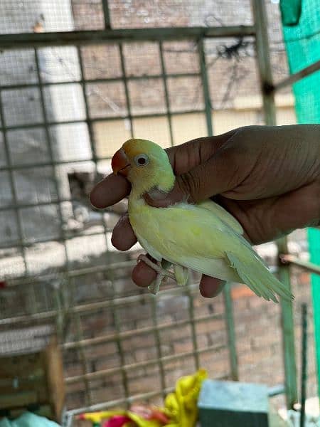 parblue Palefalows splits B2 birds available 2