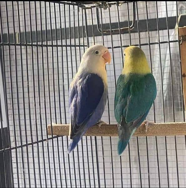 parblue Palefalows splits B2 birds available 3