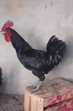 australorp male only