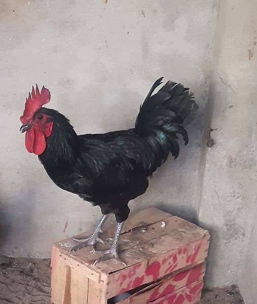 australorp male only 1