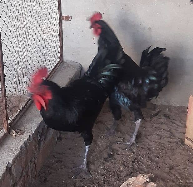 australorp male only 2