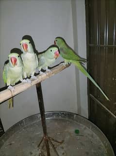 raw parrot full train