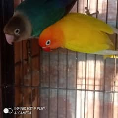 MS AViary. . . . love birds