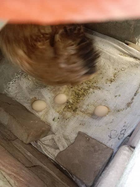 eggs laying hens 1