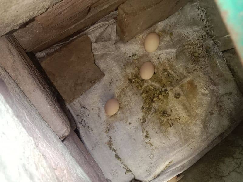 eggs laying hens 3