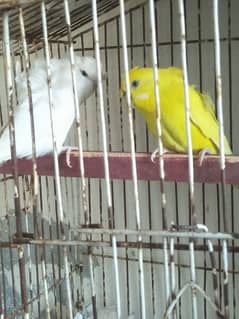 hogromo love bird