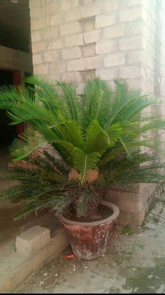 kangi palm 1