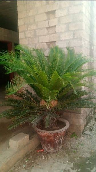 kangi palm 3