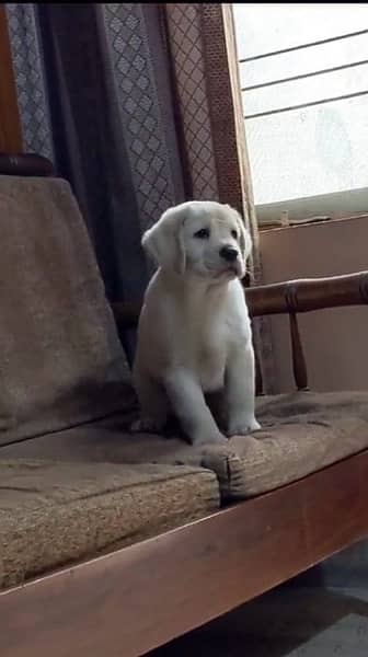 Labrador dog  puppy urgent sale delivery available all side 1