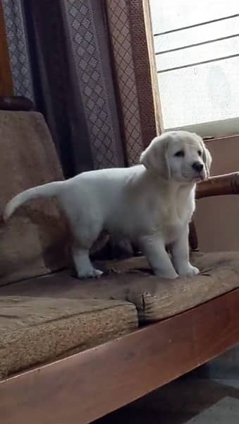 Labrador dog  puppy urgent sale delivery available all side 2