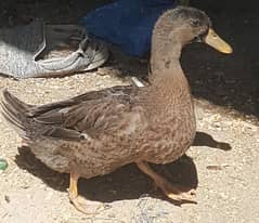 duck for sale