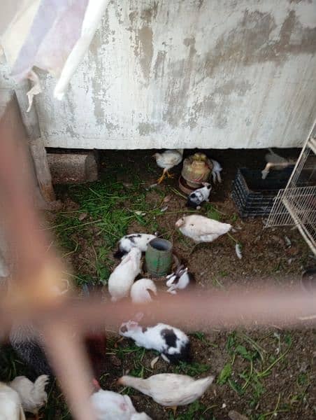 assalamualaikum rabbit for sale 3