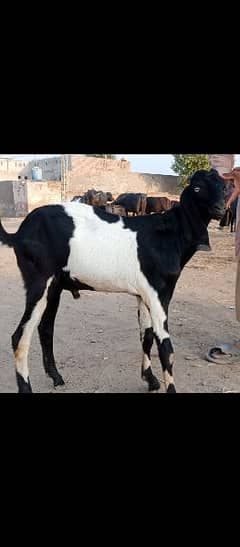 Desi Bakra for Sale