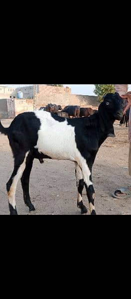 Desi Bakra for Sale 0