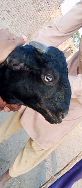 Desi Bakra for Sale 1