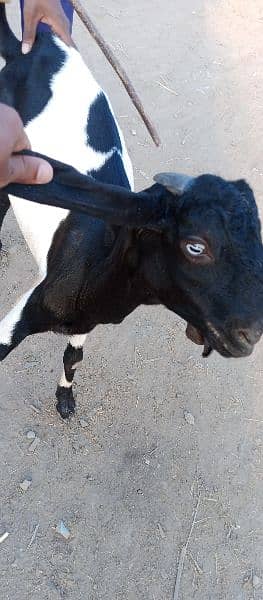 Desi Bakra for Sale 2