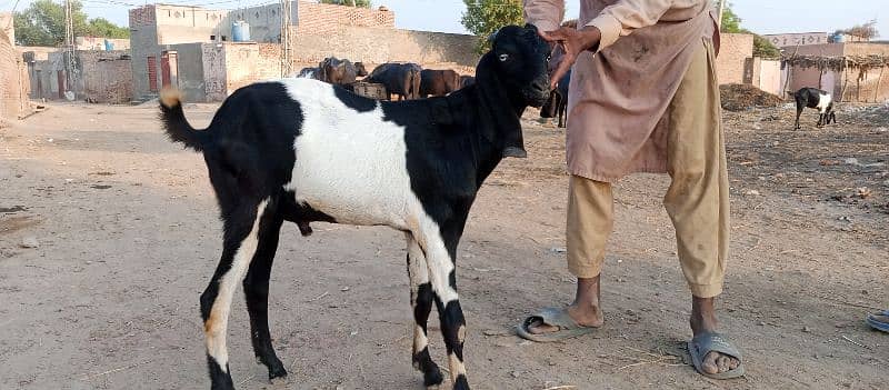 Desi Bakra for Sale 3