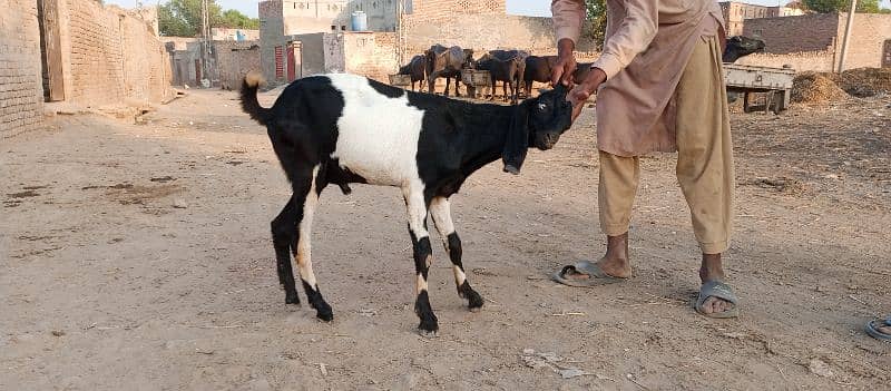 Desi Bakra for Sale 4