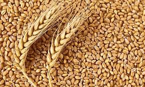 Best wheat for Sale