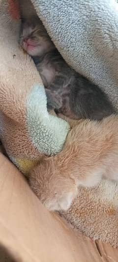 black kitten 2 week old on mother feed 0