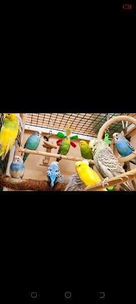 Austrilan parrot for sale 0