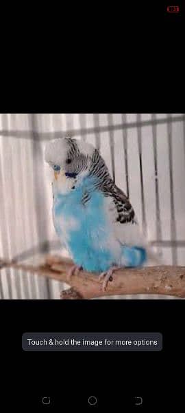 Austrilan parrot for sale 1