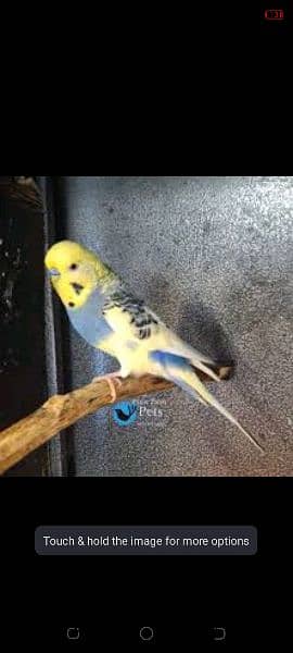 Austrilan parrot for sale 2