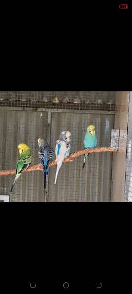 Austrilan parrot for sale 3