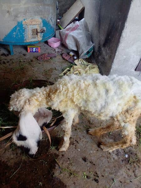 pure kajli sheep hai healthy and active 1