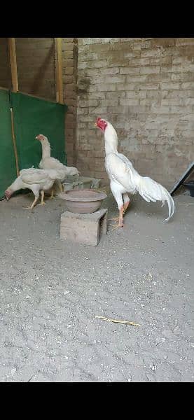 White King Size Shamo Chicks Available 0