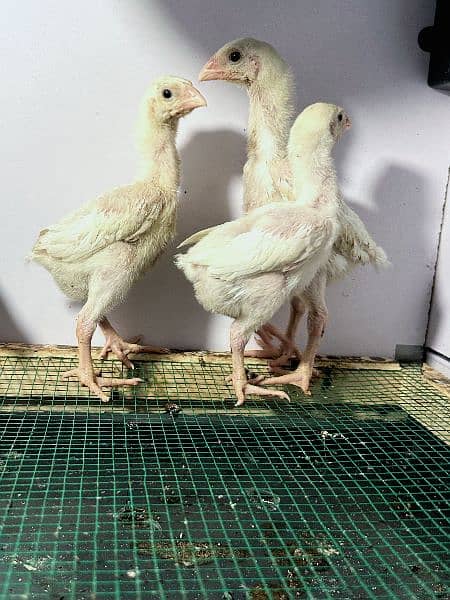 White King Size Shamo Chicks Available 1