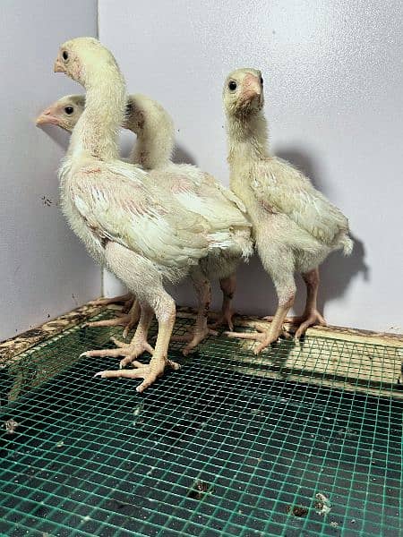 White King Size Shamo Chicks Available 2