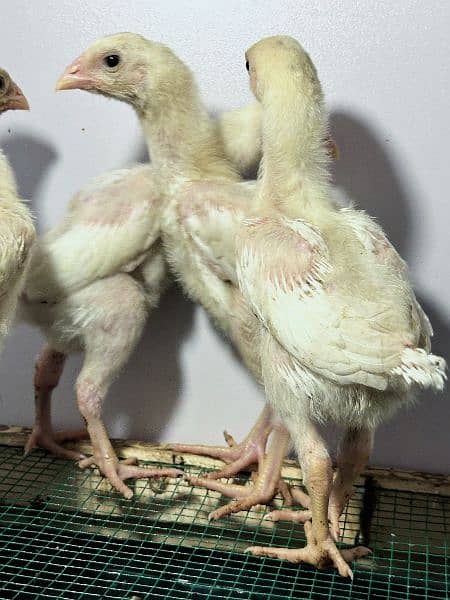 White King Size Shamo Chicks Available 3