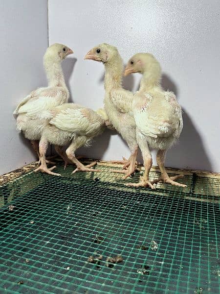 White King Size Shamo Chicks Available 4