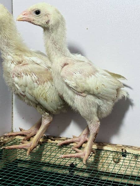 White King Size Shamo Chicks Available 5