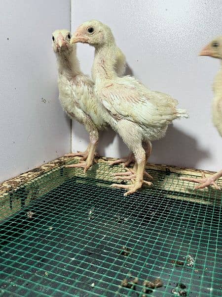 White King Size Shamo Chicks Available 8